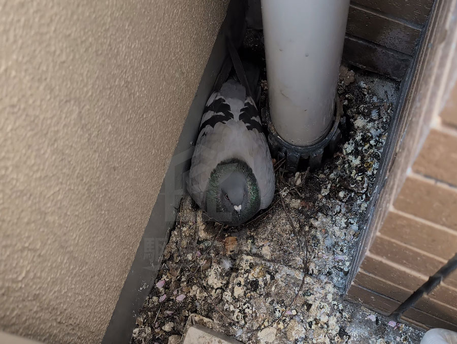 バルコニーで子育てをする鳩