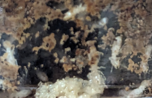 シロアリのコロニー