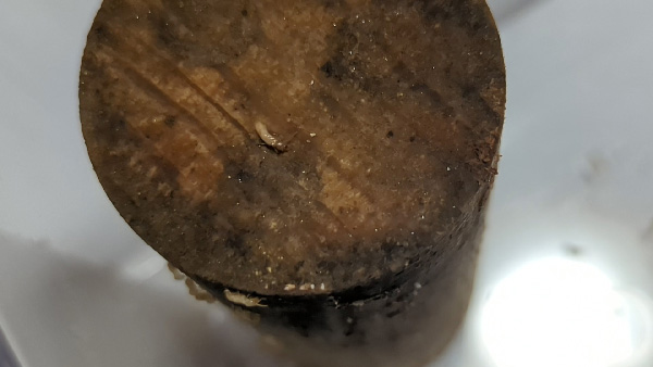 シロアリの世界