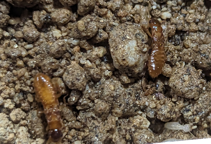 シロアリのコロニーの創生