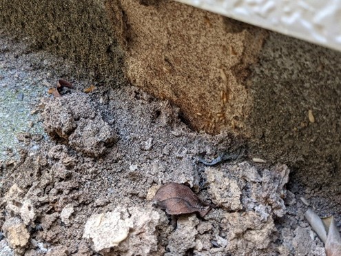 イエシロアリの駆除