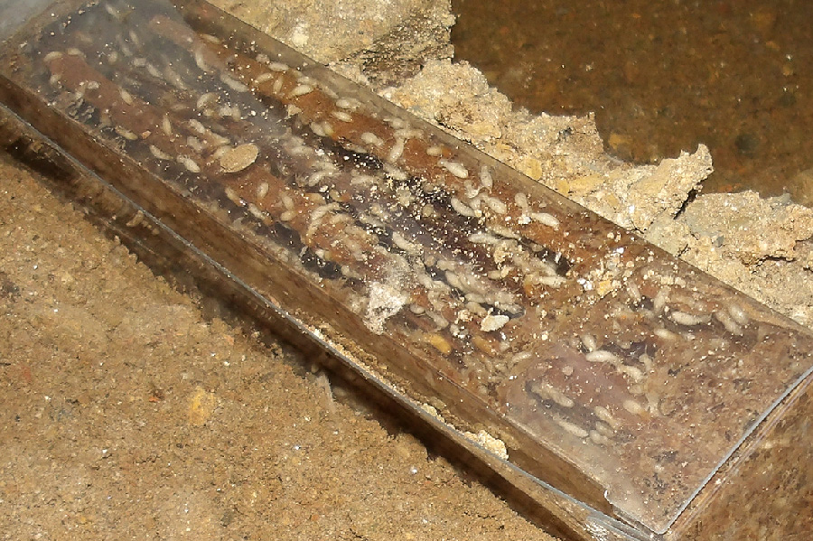 ベイト工法によるイエシロアリ駆除