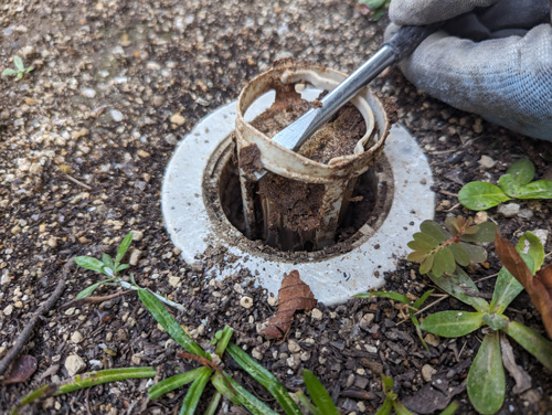 シロアリの餌木