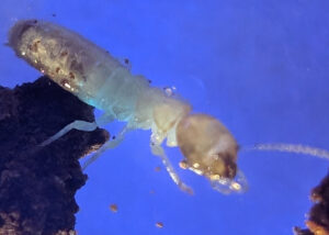 ヤマトシロアリ二次生殖中