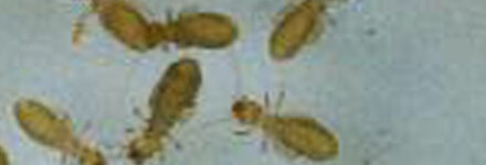 チャタテムシ駆除