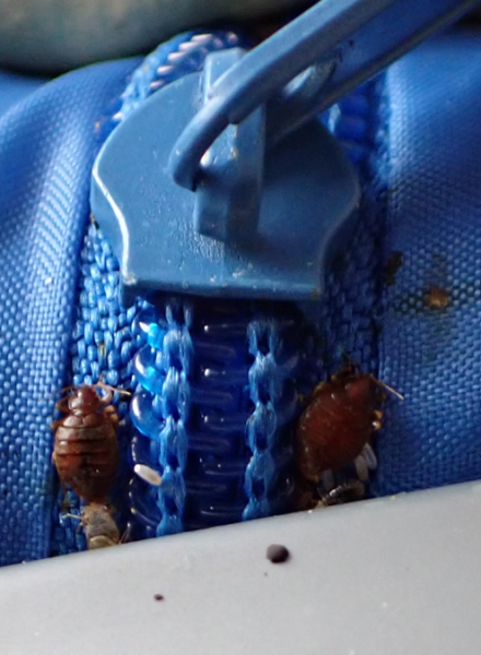 ベッドに潜むトコジラミ