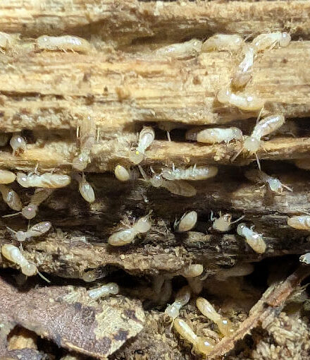 シロアリの写真